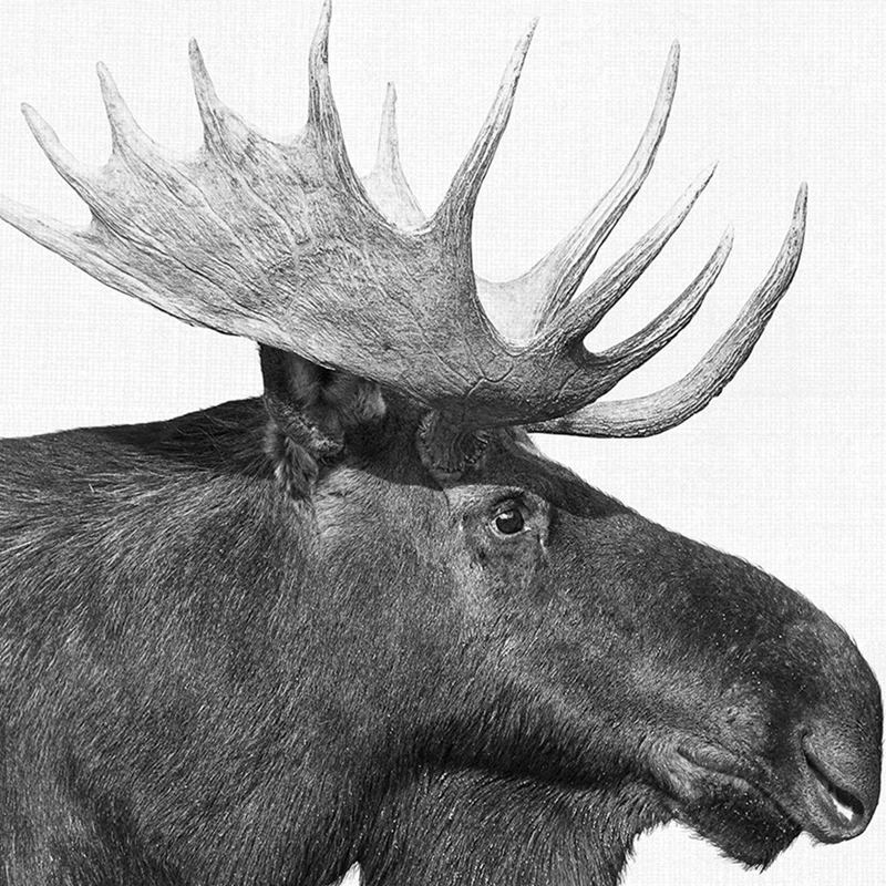 Лось вектор. Лось. Силуэты зверей. Лось черно белый. Лось раскраска для детей.