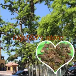 Сандаловое дерево бонсай, Китай Хайнань драгоценные деревья бонсай-10 шт./лот