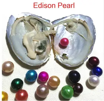 

2019 Wish Pearl Jewelry AAA 9-12mm Colored Round Edison Pearl Oysters with Vacuum-packed Single Edison Pearl Oyster FP004