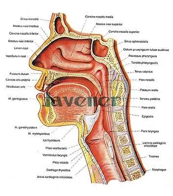 Fotos anatomia da garganta 74 Fotos anatomia da garganta 79