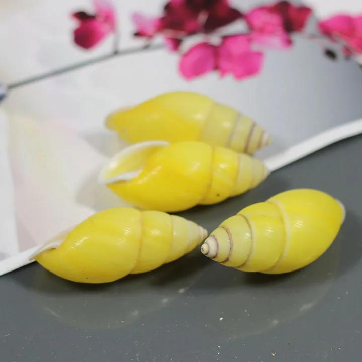 10pcs Natural small sinistral screw conch shell buddhism supplies fish tank decoration | Дом и сад