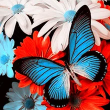 Красивые бабочки художественная ручная роспись креативная цифровая самодельная картина маслом живопись по номерам 24 цвета пигментная кисть