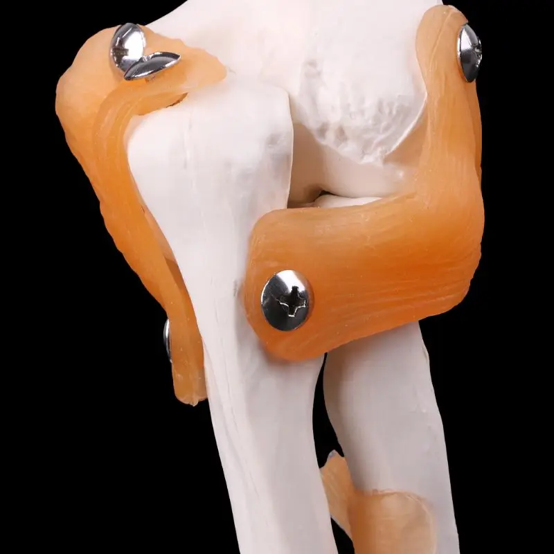

2019 NEW Life Size Ligament Elbow Joint Medical Anatomy Model Skeleton Study Tool