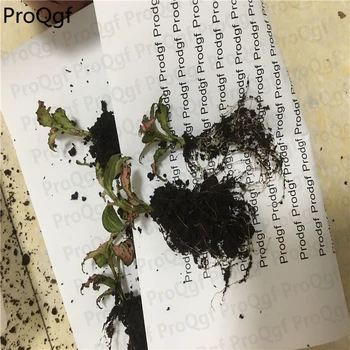 

3Pcs A Set Fittonia verschaffeltii