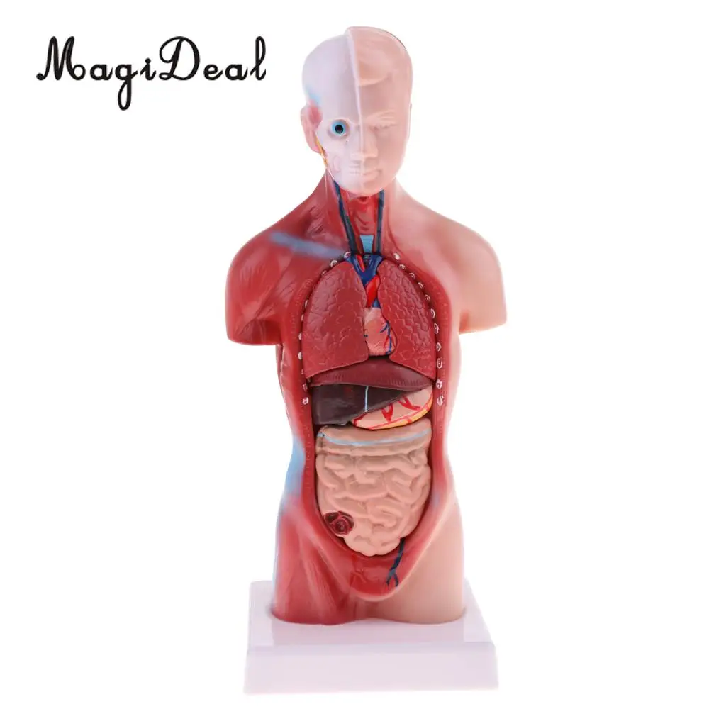 MagiDeal 1Pc 28cm PVC Human Torso Male Viscera Heart Brain Skeleton Anatomy Model for School Teaching Tool Medical Study Kit