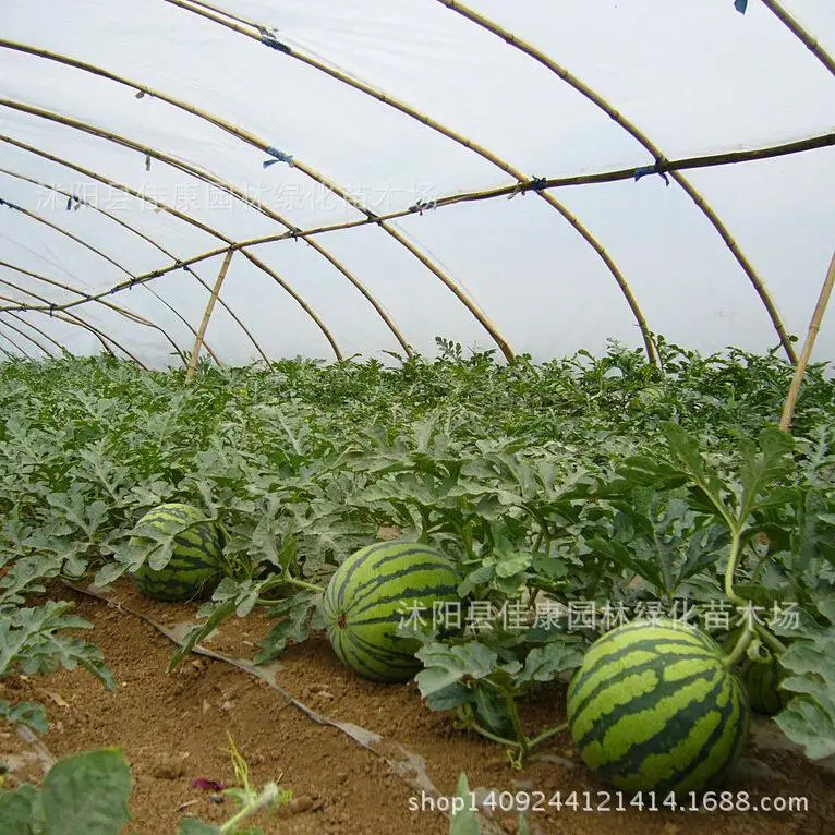 

wholeplantale vegetable watermelon plantprout high real planthot 200g / Pack