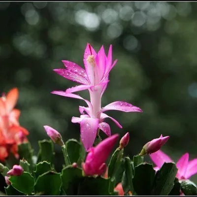 

100pcs Fresh Real Zygocactus trurncatus - Xiejialan - Bonsai Succulent flower Plant Semillas sementes (B1-25)