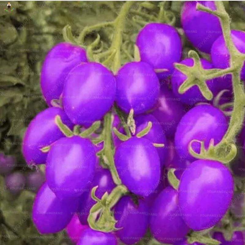 

200pcs Potted Seasons Vegetable Cherry Fruit Tomato purple Black Princess tomato plants Black Pearl bonsai Cherry Small