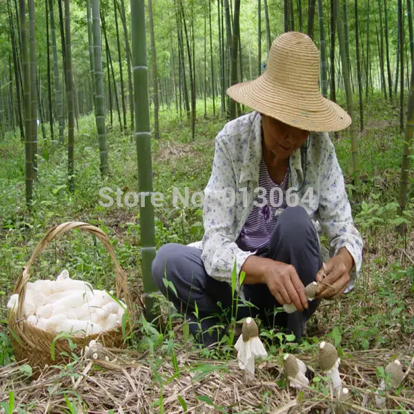 

Free shipping 0.8kg bulk packing Dried Mushroom Dictyophora, Edible fungi, Bamboo Fungus rich vitamin and minerals