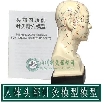 

Human Head Acupuncture Head Model Scalp Pin Model showing four kinds acupuncture points