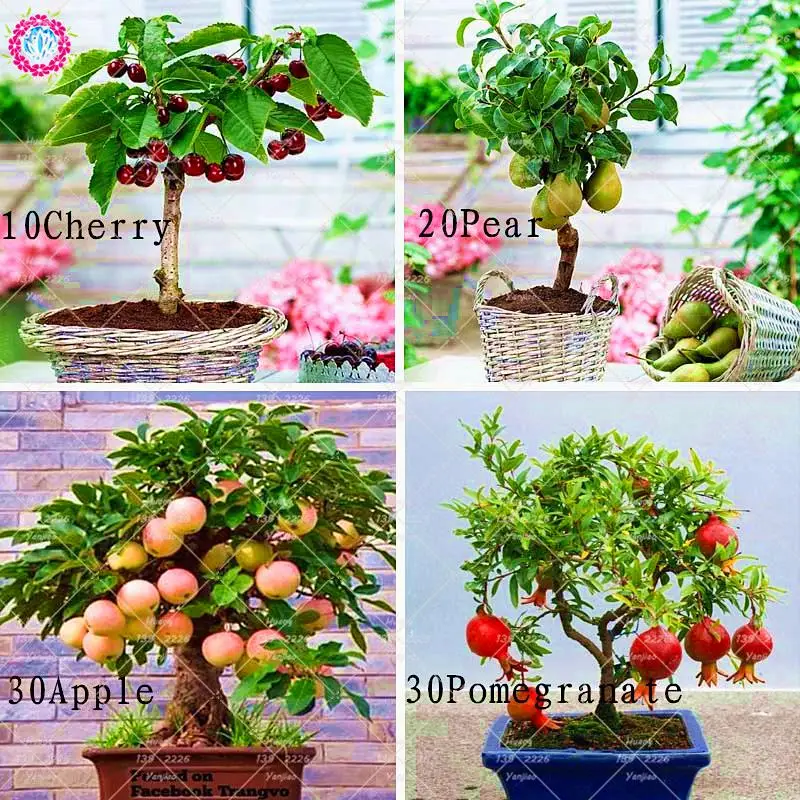 

4 Kinds Of Bonsai Fruit Plants Cherry Pear Apple Pomegranate Healthy Fruit Plants Perennial Potted Plants Garden Decoration