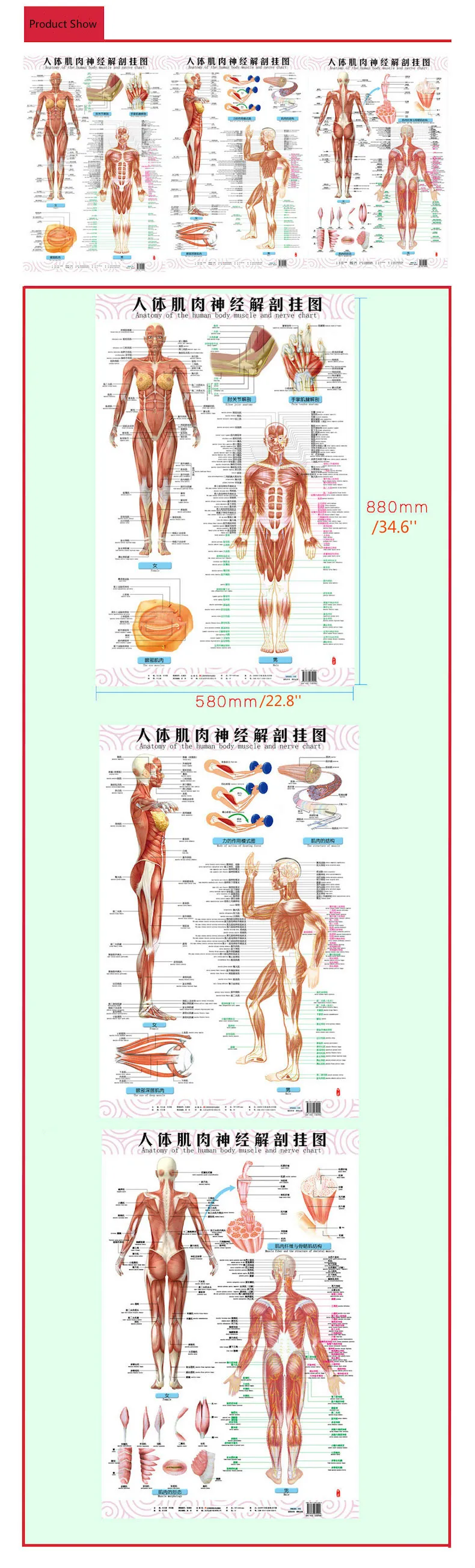 Body Name Chart