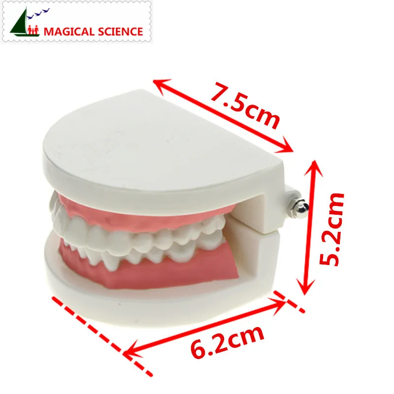 Модель зубов, кисть для моделирования зубов, Масштаб 1:1 для взрослых, для ротовой полости стандартная демонстрационная модель полости рта, раннее образование для детей, модель зуба