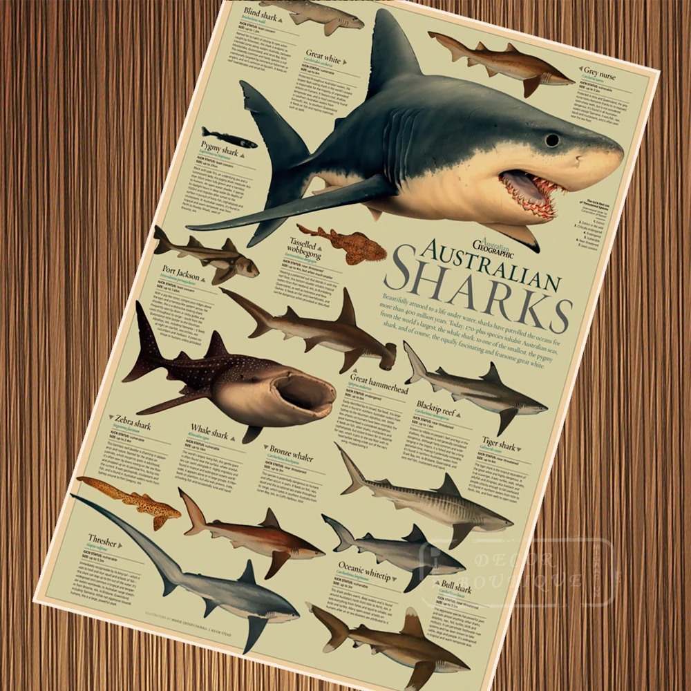 

Australian Sharks Requins Fish Vintage Retro Poster Child Education Canvas Painting DIY Wall Paper Posters Home Gift Decoration