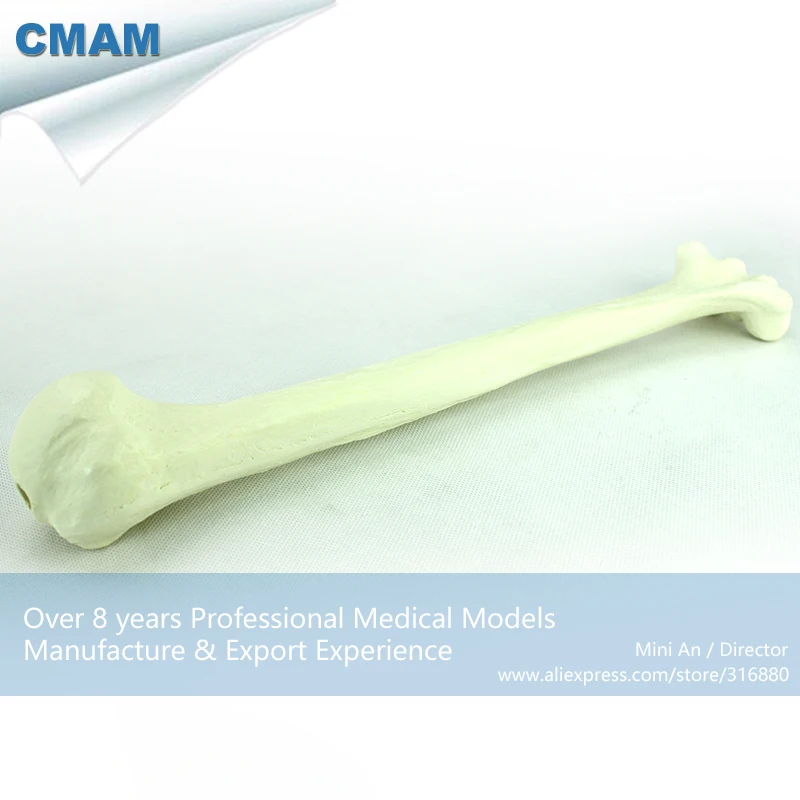 Buy 12321 CMAM TF10 Solid Foam Normal Anatomy Humeral