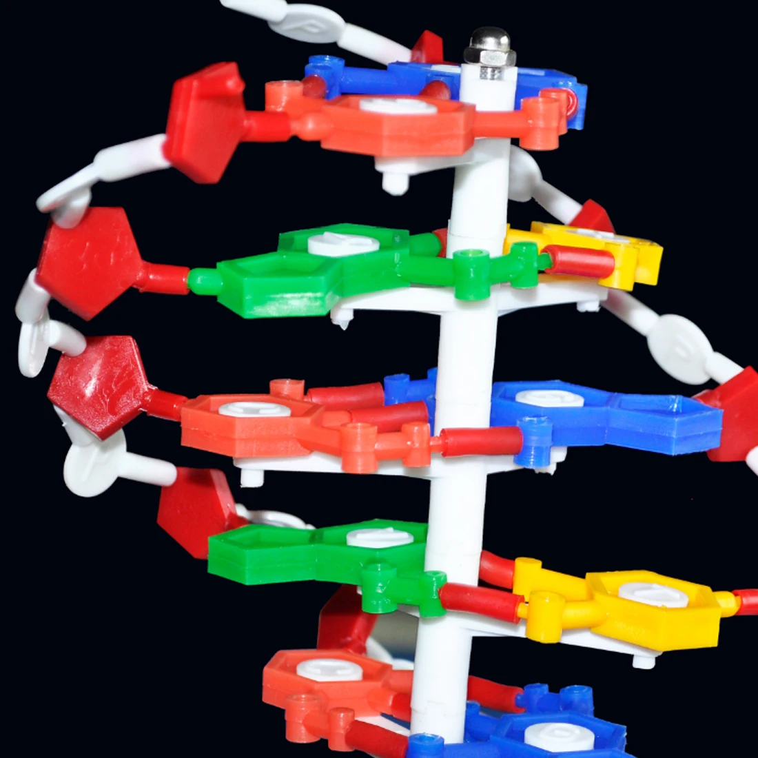 Outils pédagogiques de biologie Surwish modèle de Structure d'adn accessoires éducatifs équipement d'étude d'adn-L - 6