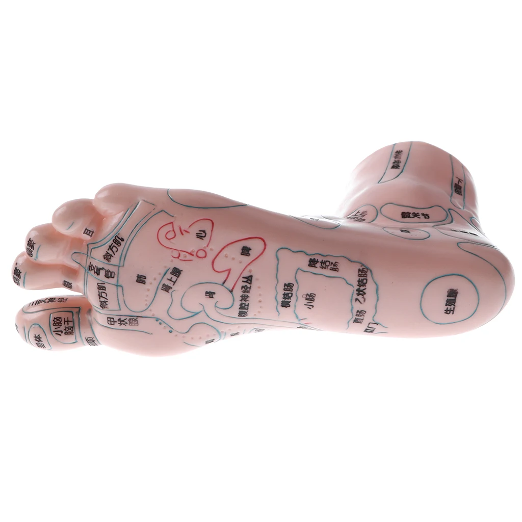 2 Pair 19cm Human Feet Model - Massage Acupuncture Reflexology Acupoint Medicine Learnin Study Kit