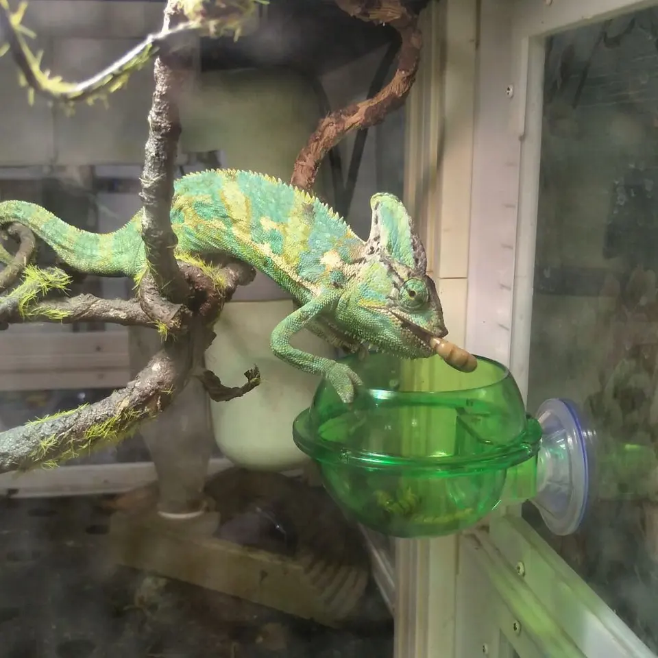 Eonmir Suction Cup Feeder Reptiles Ledge Accessories Supplies For