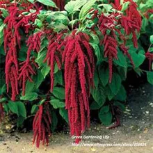 20 шт. Красный Amaranthus Caudatus Семена (Love Lies Bleeding) Главная Декор Сада Семена Растений Бонсай Omamental Семян Трав