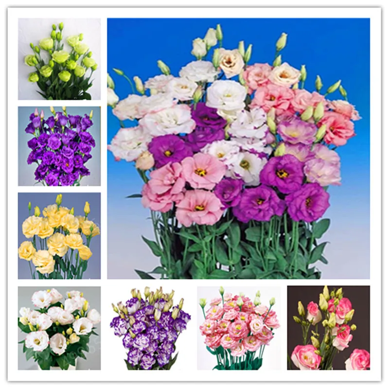 

500 pcs / bag,rare Eustoma flower, potted plant, Lisianthus flower plant, variety complete,the budding rate 95%, (Mixed colors)