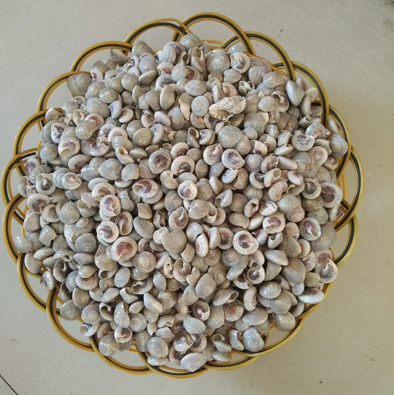 

200pcs /lot natural crafts bolt starfish conch shells to table fish tank The wedding gift or decoration sea shells diy bottle