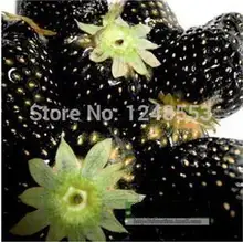 Promotion!!! 600 pcs/ 24 kinds strawberry seeds green black blue orange white red pink + rose seeds for gifts, Bonsai, DIY