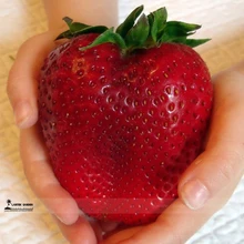 2017 Rarest Heirloom Super Giant Japan Red Strawberry Organic Seeds Strawberry Seeds 100 bonsai Pack Sweet