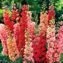 Free Shipping 1 Pack 30seeds Mixed Colourful Flower Seed Delphinium Seeds Japan Beautiful Giant Room Flowers Garden Hardy Plants