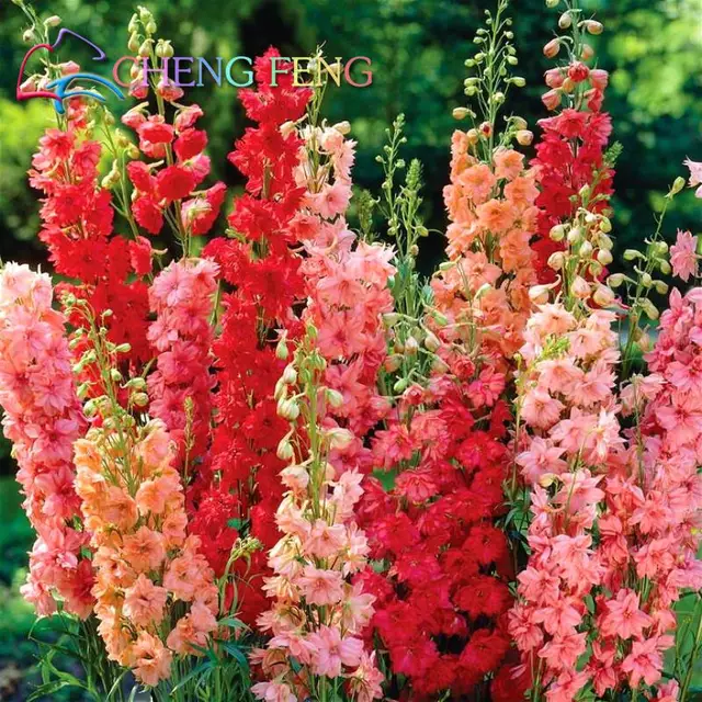 Free Shipping 1 Pack 30seeds Mixed Colourful Flower Seed Delphinium Free Shipping 1 Pack 30seeds Mixed Colourful Flower Seed Delphinium Seeds An Beautiful Giant Room Flowers