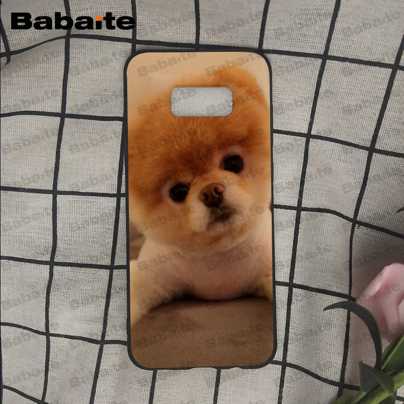 Pomeranian dogs puppy