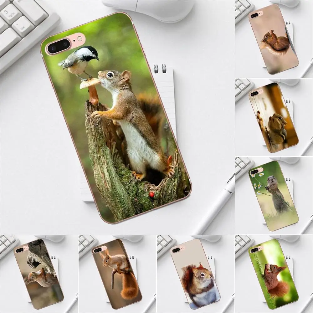 Qdowpz For iPhone X XS Max XR 4 4S 5 5C SE 6 6S 7 8 Plus Galaxy A3 A5 J1 J3 J5 J7 2017 TPU Design Phone Squirrel | Мобильные