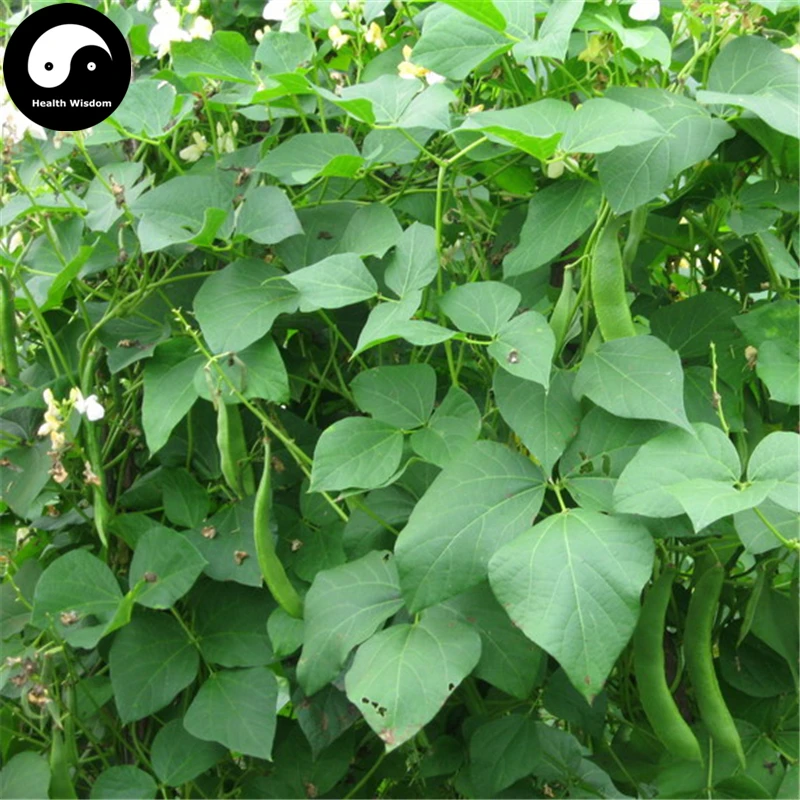 Buy Buy White Kidney Beans Vegetable Semente 100pcs
