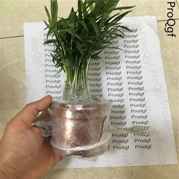 

10Pcs A Set Chrysalidocarpus lutescen