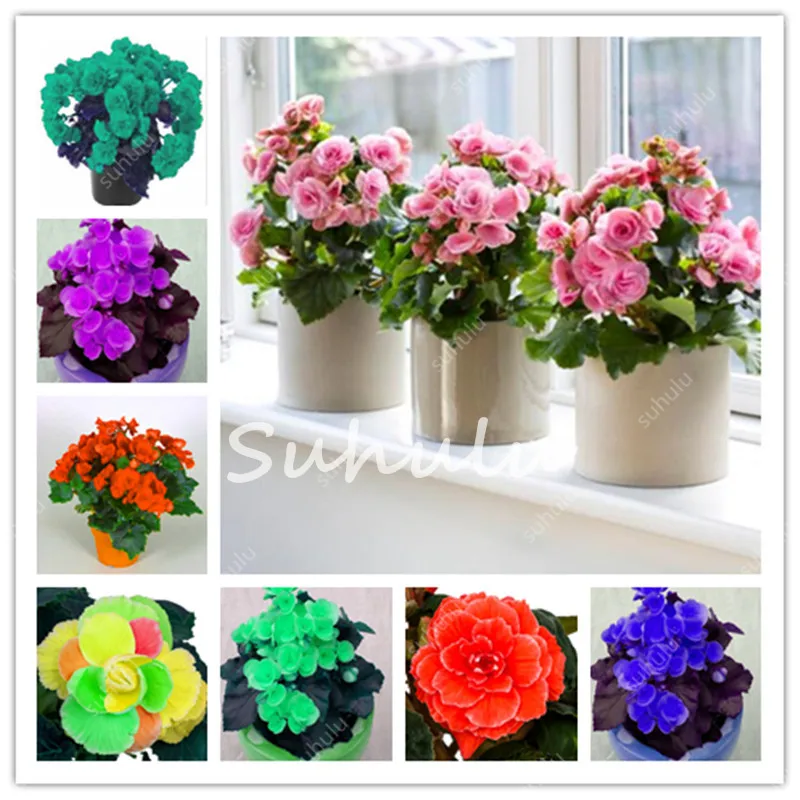 

100 Pcs Begonia Bonsai Exotic Beautiful Flower Bonsai Rare Balcony Indoor Blooming Bonsai For Home Garden Planting Easy To Grow
