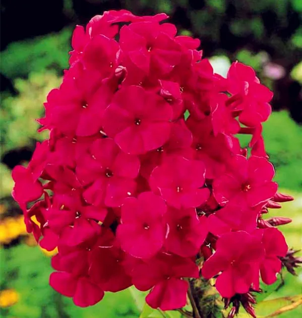 New Arrival Home Garden Plants 100 Pcs Outdoor Perennial Phlox Bonsai Planting Flower Plant Free Shipping Genuine