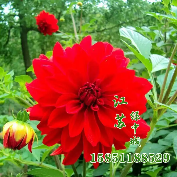 卸販売の東洋ダリア ダリア種子ジャガイモ情熱花菊の花の種 Flower Seed Seed Manufacturersflower Seed Balls Aliexpress