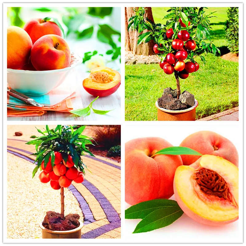 

10 PCS / bag Sweet Peach bonsai Mountain Peach Autumn Red Peach Tree Fruit plant For Home and Garden.
