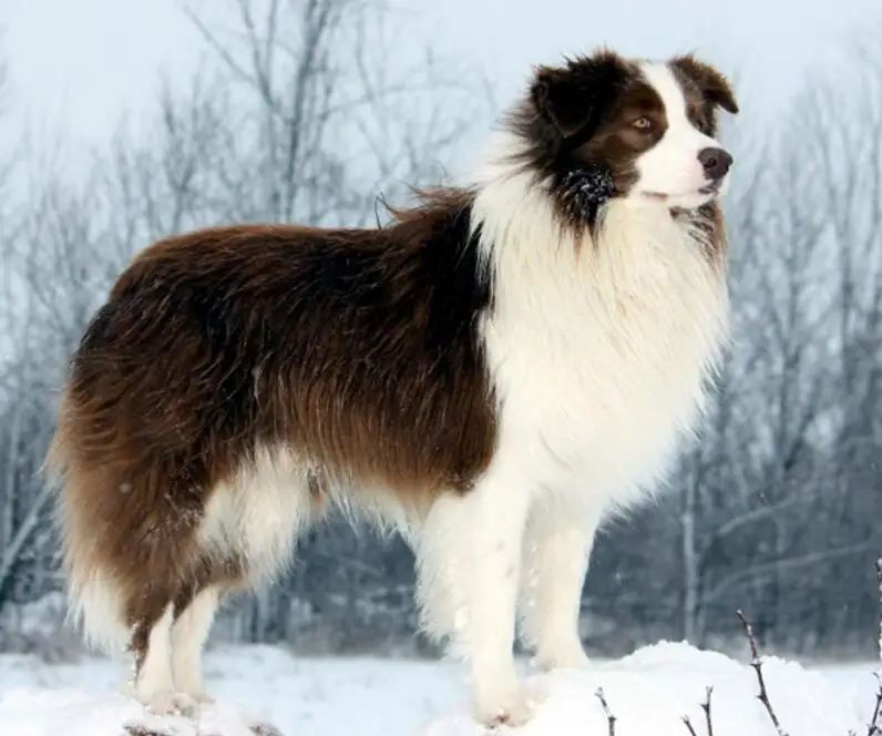 Border Collie Dog 7