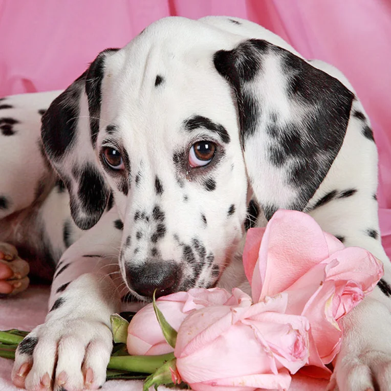 

100% Full 5D Diy Daimond Painting "Dalmatian Dog&Flower" 3D Diamond Painting Round Rhinestone Diamant Painting Embroidery Animal