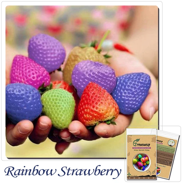 Buy 300 seeds/pack rainbow strawberry seeds fruit