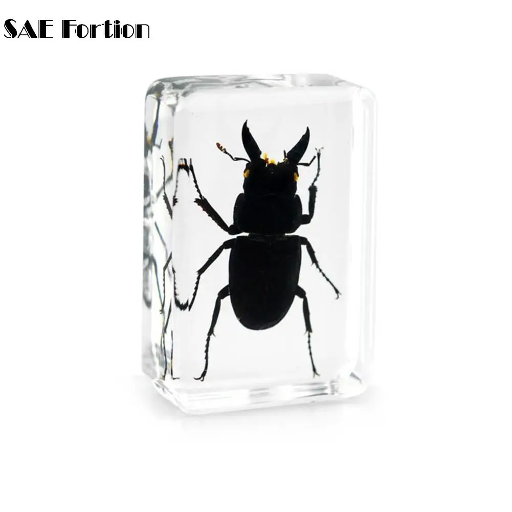 SAE Fortion 1 шт. китайский прозрачный акриловый луцит коллекция насекомых розовый жук
