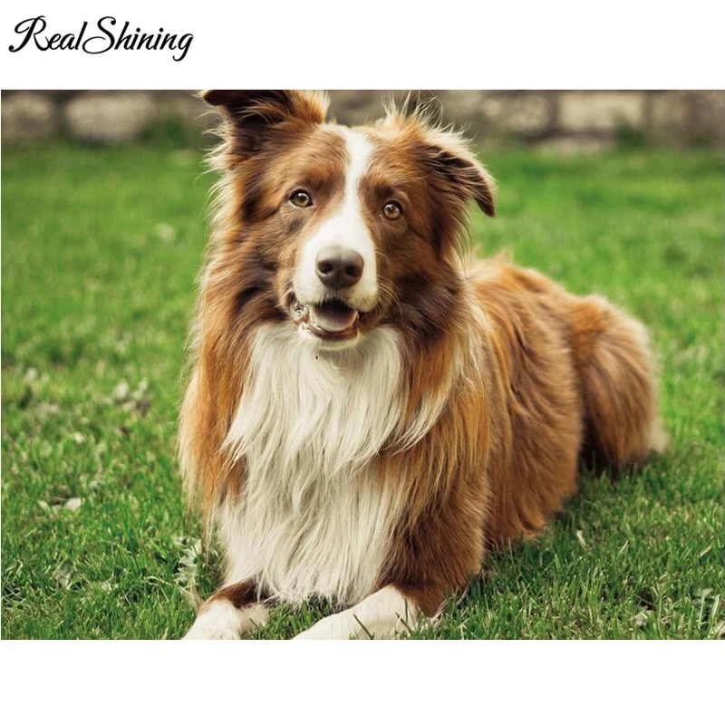 border collie 999
