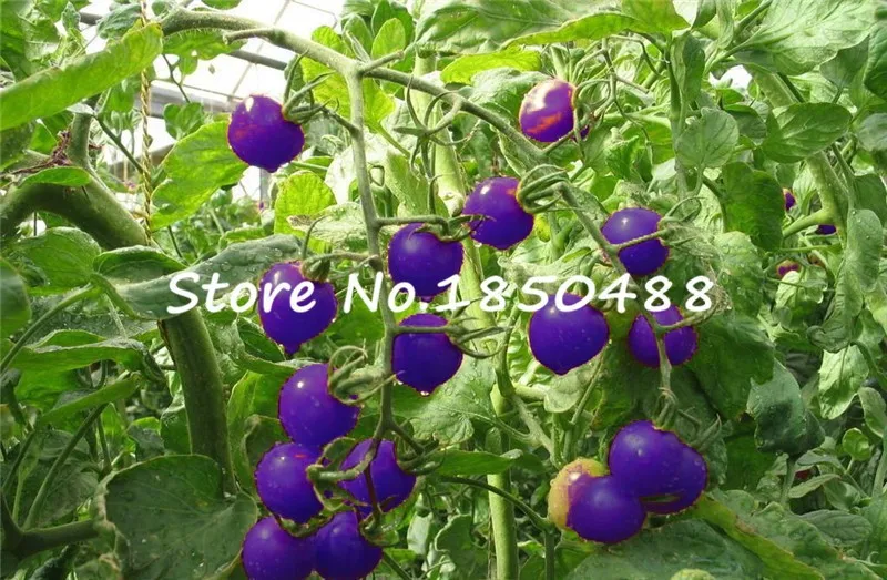 HTB1yJ5lJXXXXXcbXXXXq6xXFXXXn.jpg?size=1
