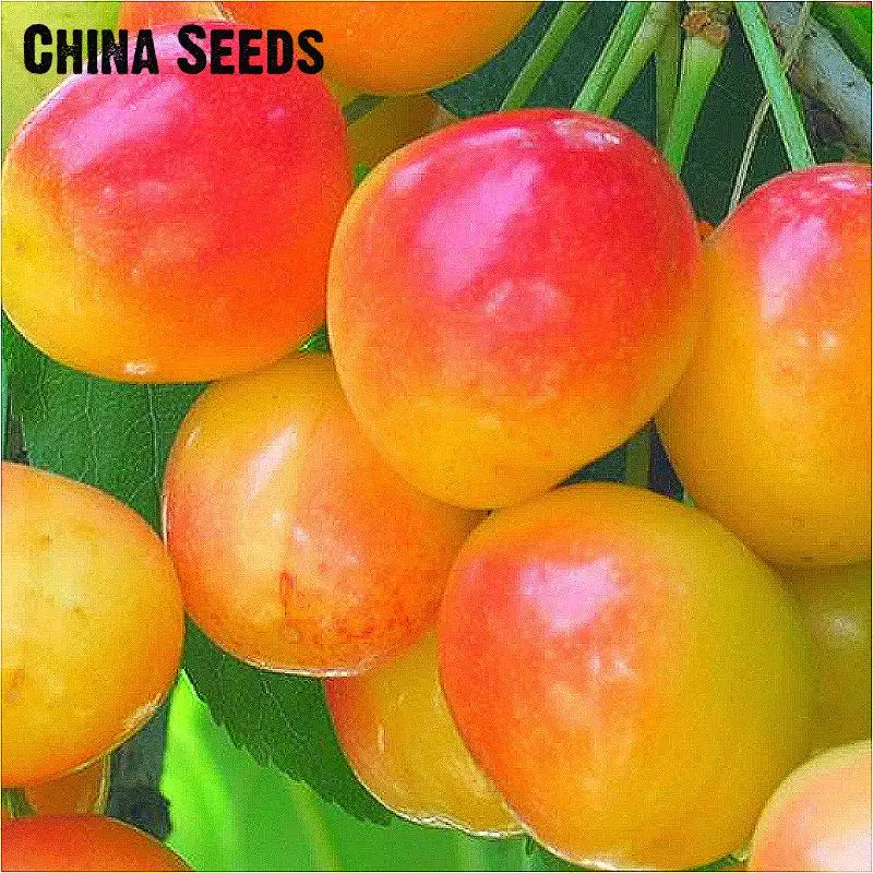

20pcs Fruit Cherry bonsai rare Home Garden Potted Plant Tree and Fruit Vegetable bonsai DIY Jardin Kawaii plants