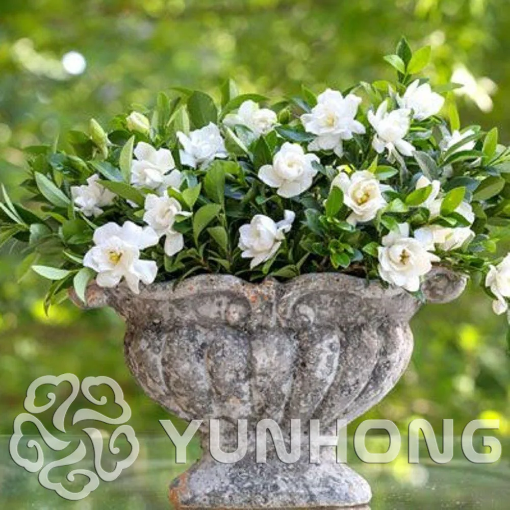 5 шт. гардения жасминовидная бонсай (gardenia Jasminoides) ароматный экзотический кустарник открыть опыляют Редкие Прекрасный бонсай Крытый