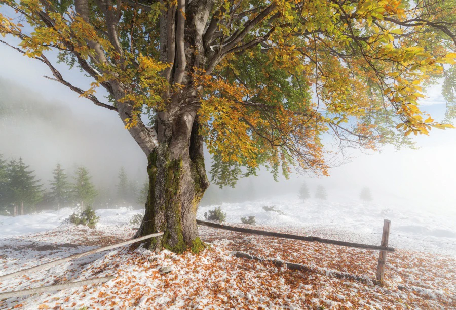 Laeacco Winter Snow Yellow Fallen Leaves Tree Scenic Photography Background Vinyl Seamless Digital Backdrops For Photo Studio |