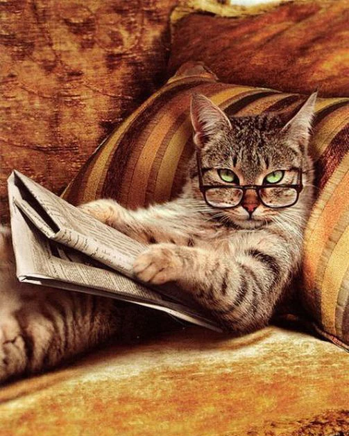 

Diamond Embroidery Home Decor 3DIY Love Cat 100% area Resin Tool Diamond dril Painting Cross Stitch Fashion Mosaic Needlework