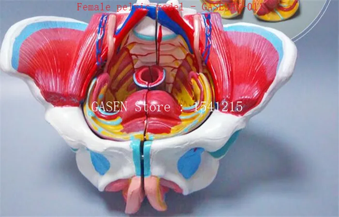

Reproductive organs Blood vessels nerve Basin bone structure teaching Female pelvic model - GASENHN-011