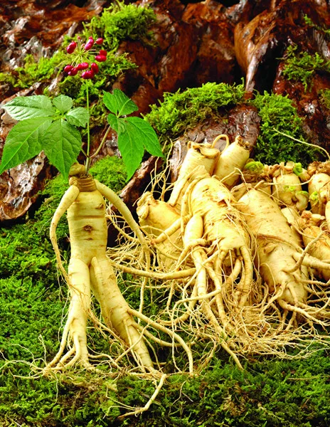 

100 pcs plant plant Ginseng plant Oriental Garden 95% survival Vegetable plant king of Chinese medicine