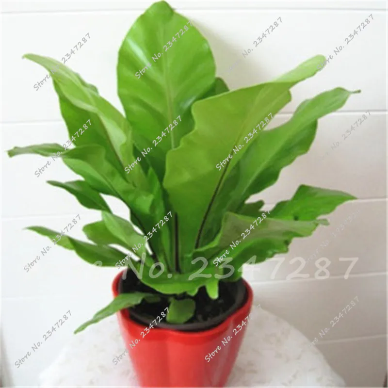 

100 Pcs Goose Bonsai Palm Plant Bonsai Easy Grow For Courtyard Home